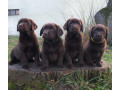 labrador-retriver-cokoladni-stenci-na-prodaju-small-2