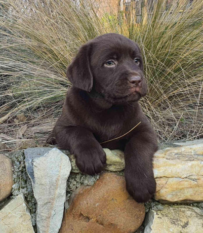 labrador-retriver-cokoladni-stenci-na-prodaju-big-1