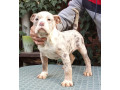 americki-bulli-small-0