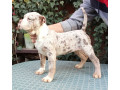 americki-bulli-small-3