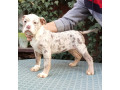 americki-bulli-small-2