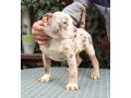 americki-bulli-small-4