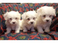 prodajem-stence-coton-de-tuleara-small-3