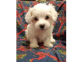 prodajem-stence-coton-de-tuleara-small-0