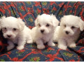 prodajem-stence-coton-de-tuleara-small-2