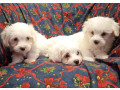 prodajem-stence-coton-de-tuleara-small-4