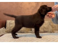 cokoladni-i-crni-stenci-labrador-retrievera-small-2