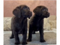 cokoladni-i-crni-stenci-labrador-retrievera-small-0