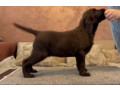 cokoladni-i-crni-stenci-labrador-retrievera-small-1