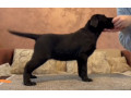 cokoladni-i-crni-stenci-labrador-retrievera-small-3