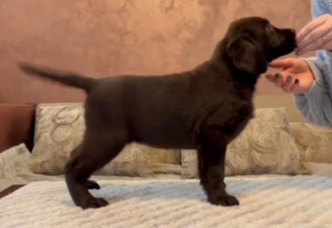 cokoladni-i-crni-stenci-labrador-retrievera-big-2