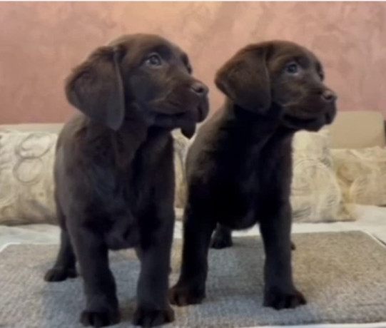 cokoladni-i-crni-stenci-labrador-retrievera-big-0