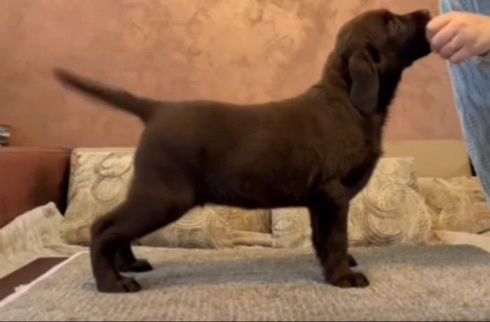 cokoladni-i-crni-stenci-labrador-retrievera-big-1