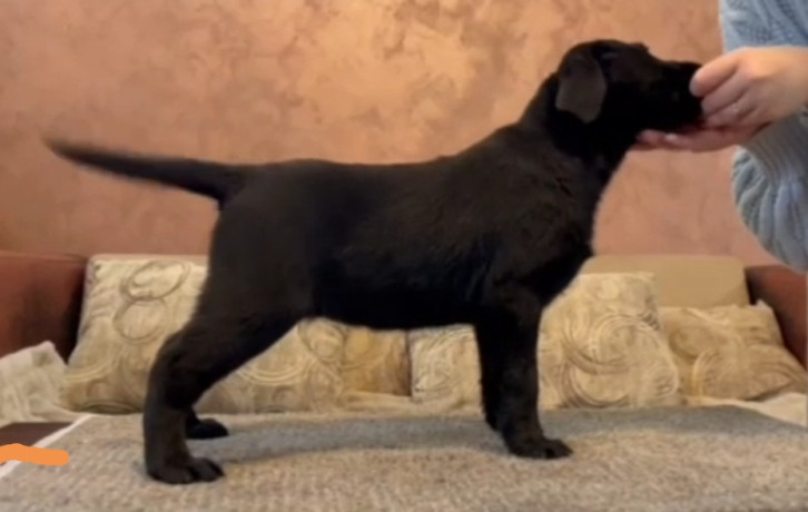 cokoladni-i-crni-stenci-labrador-retrievera-big-3
