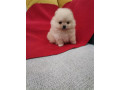 pomeranski-spic-stenci-small-1