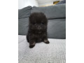 pomeranski-spic-stenci-small-3