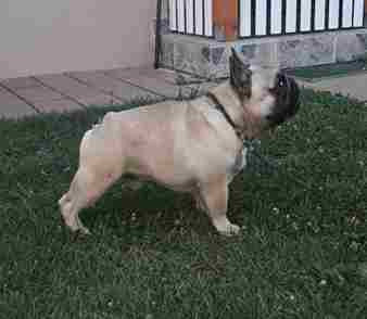 francuski-buldog-big-0