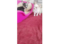 mini-civave-small-3