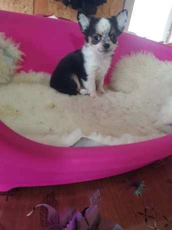 mini-civave-big-1