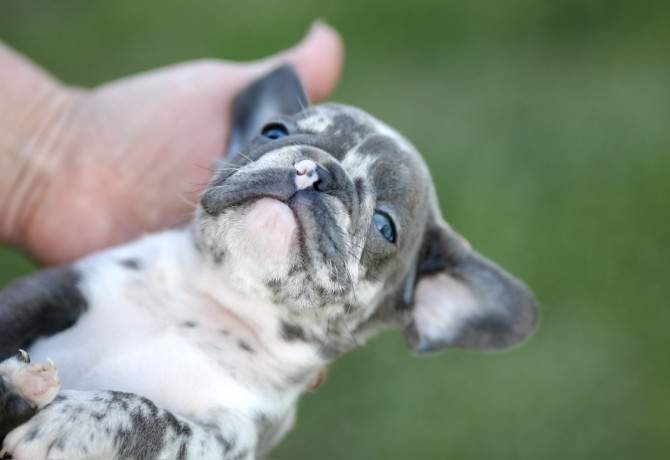 egzoticni-francuski-buldozi-big-1