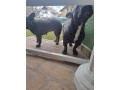 francuski-buldog-small-1