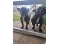 francuski-buldog-small-2