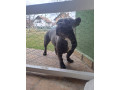 francuski-buldog-small-3