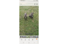 francuski-buldog-small-0