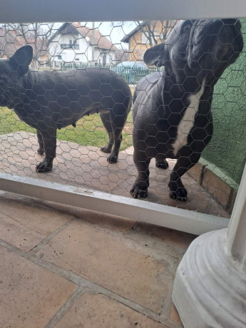 francuski-buldog-big-1
