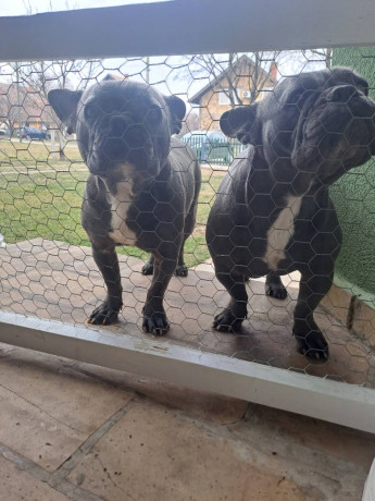 francuski-buldog-big-2