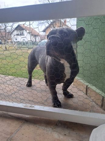 francuski-buldog-big-3
