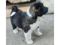 americka-akita-stenci-small-3