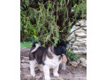 americka-akita-stenci-small-2