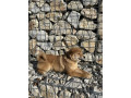 shiba-inu-povoljno-small-3