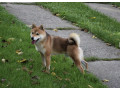 shiba-inu-povoljno-small-1