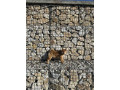 shiba-inu-povoljno-small-4