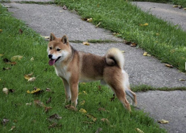 shiba-inu-povoljno-big-1