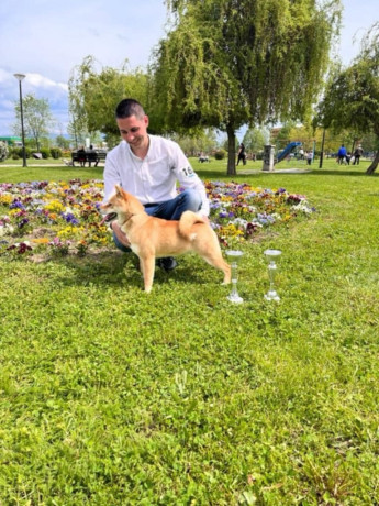 shiba-inu-povoljno-big-2