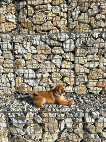 shiba-inu-povoljno-big-0