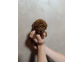 prelepa-toy-pudla-small-1