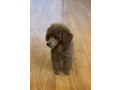 prelepa-toy-pudla-small-4