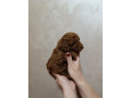 prelepa-toy-pudla-small-2