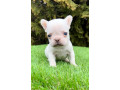 francuski-buldog-small-1