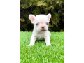 francuski-buldog-small-3