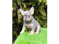 francuski-buldog-small-2