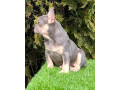 francuski-buldog-small-4