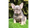francuski-buldog-small-0