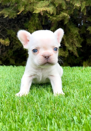 francuski-buldog-big-3