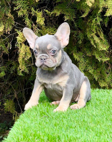 francuski-buldog-big-2