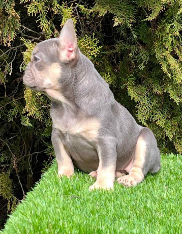 francuski-buldog-big-4